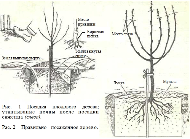 Инструкция по посадке плодовых деревьев